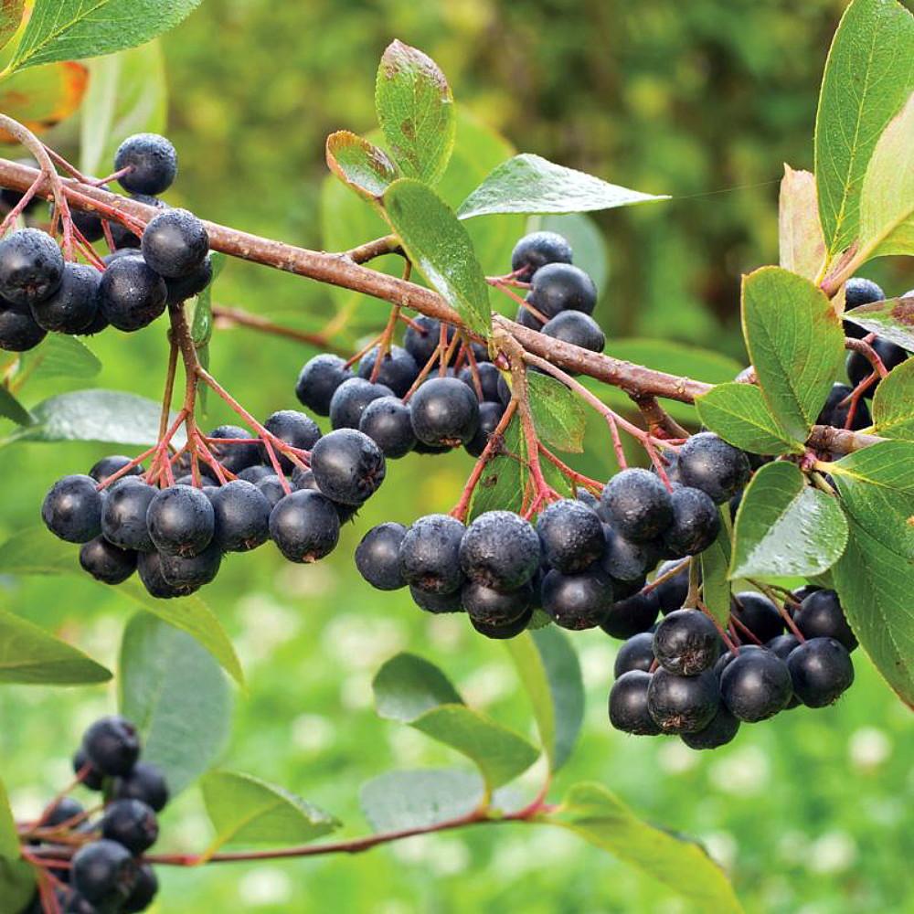 Aronia