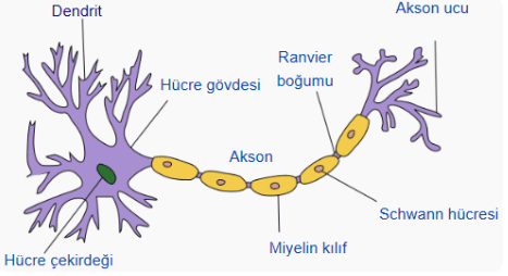 Artificial Neural Networks and Single-Layer Perceptron