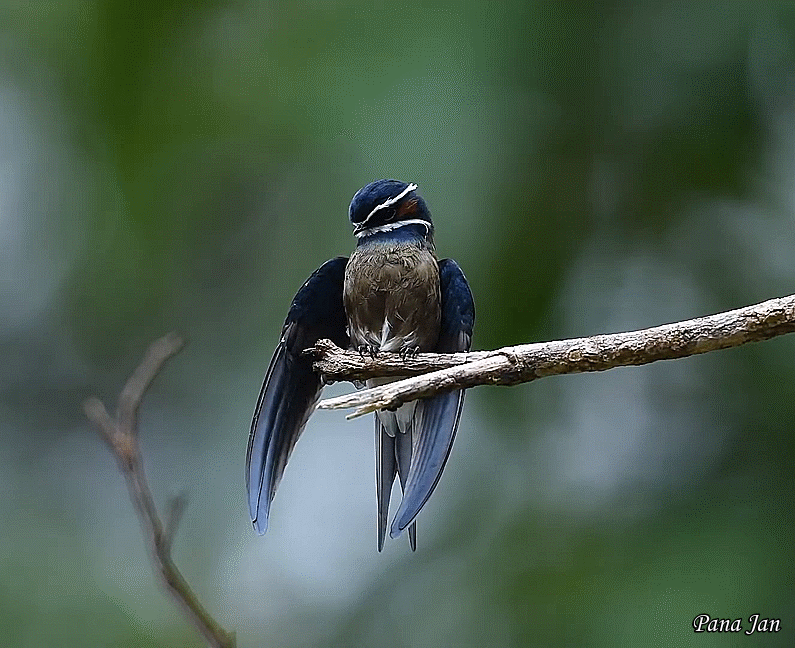 Whiskered treeswift