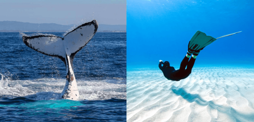 Biomimetic