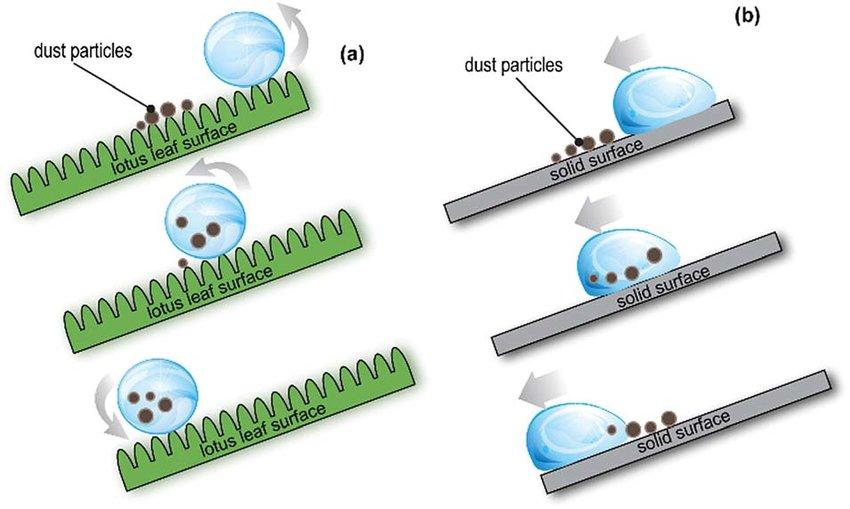 Biomimicry in Architecture