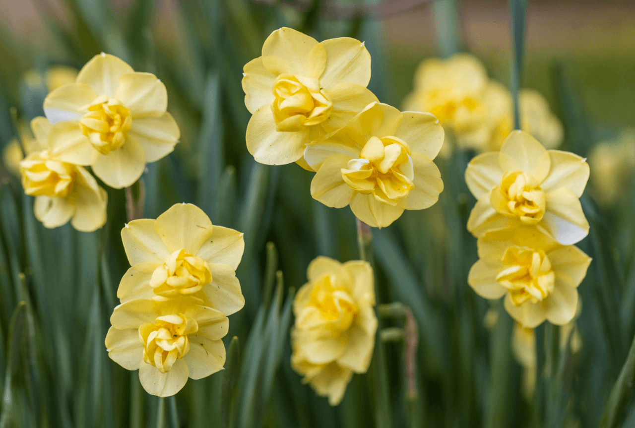 Nergis (Narcissus tazetta L.)