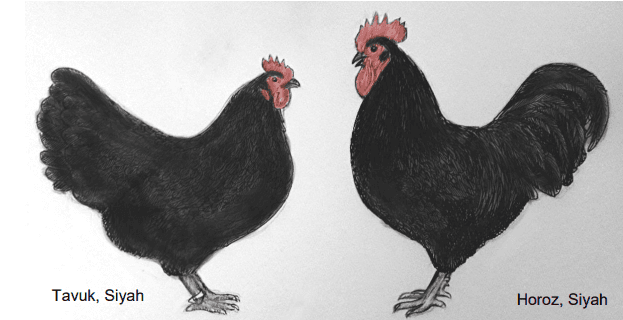 Australorp Tavuğu