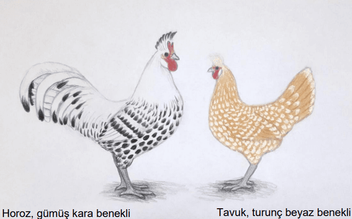 Appenzell Tavuğu