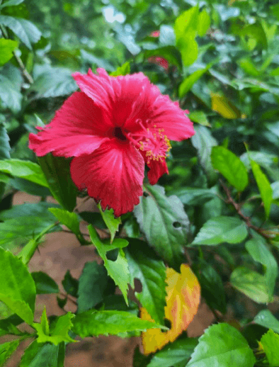 Hibiscus (Hibiscus sabdariffa L.)
