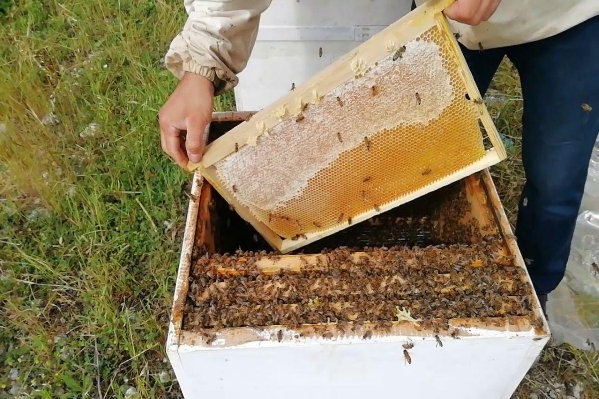 Pervari Honey