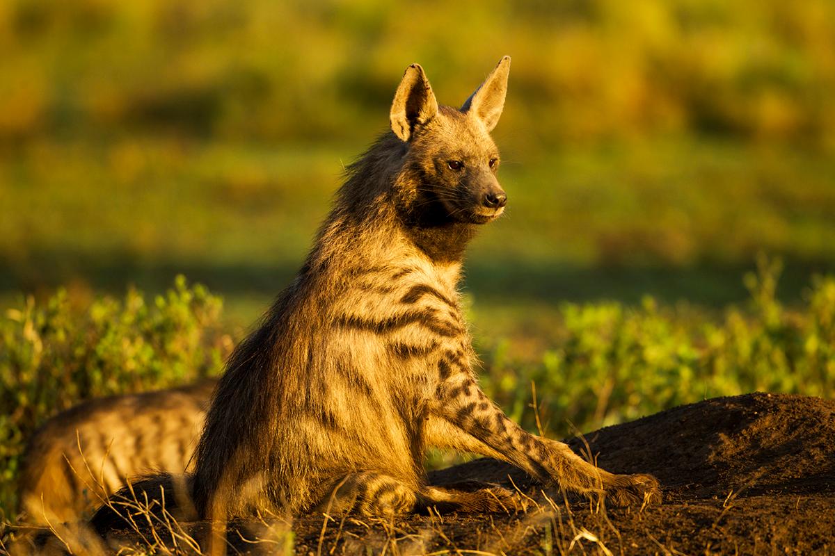 Striped Hyena (Hyaena hyaena)