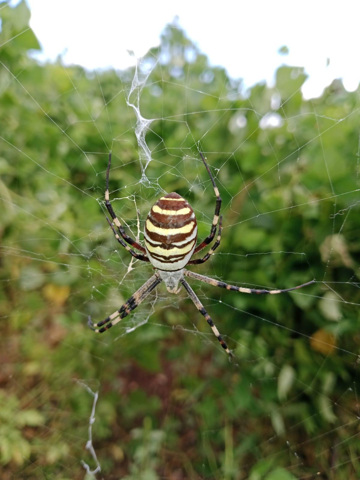 Argiope bruennichi (Wasp Spider)