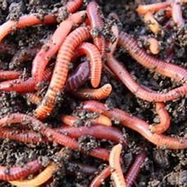 Lumbricus Terrestris(Toprak Solucanları)