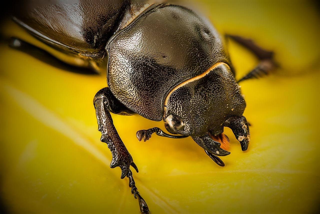 Stag Beetle (Lucanidae)