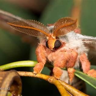 Opodiphthera eucalypti (Eucalyptus Moth)