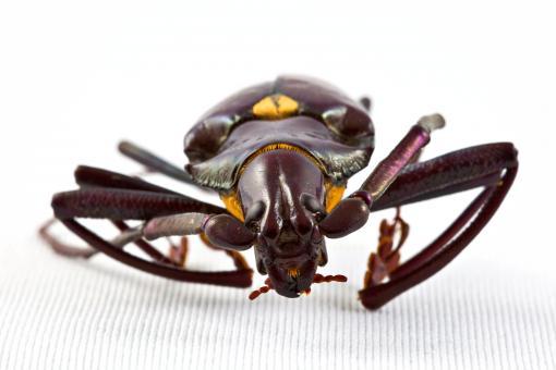 Cerambycidae (Longhorn Beetles)