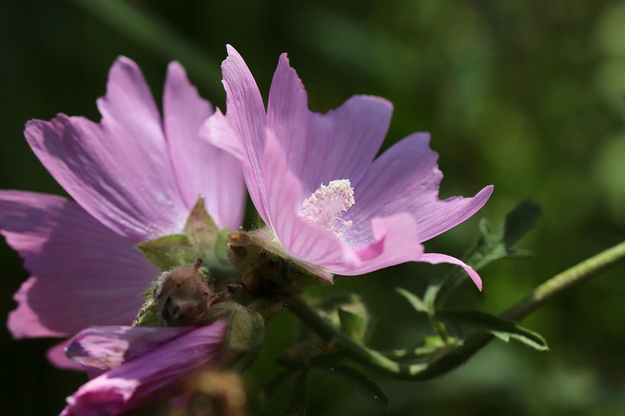 Mallow (Malva sylvestris)