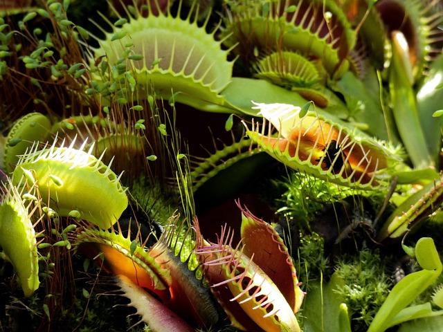 Dionaea muscipula (Venus flytrap)