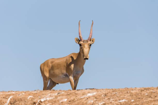 Sayga Antilobu (Saiga tatarica)