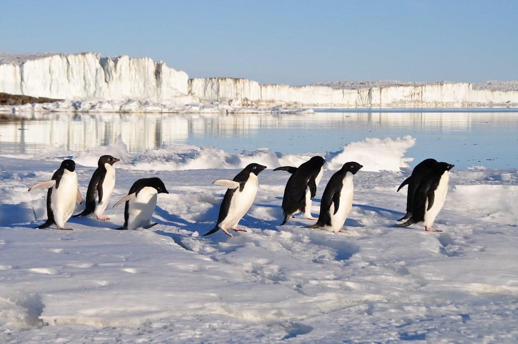 Penguen