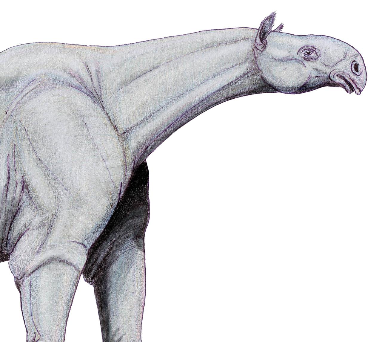 Paraceratherium