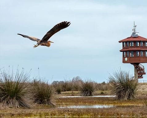 Kızılırmak Delta Bird Paradise