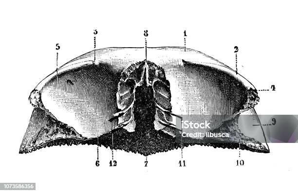 Frontal kemik