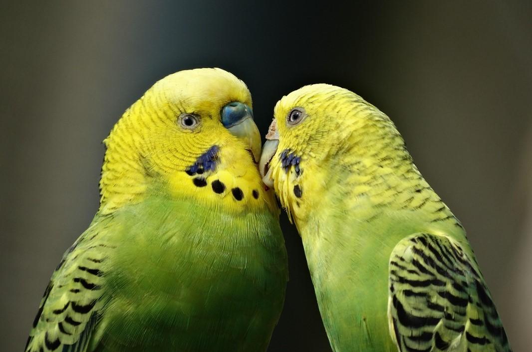 Budgerigar