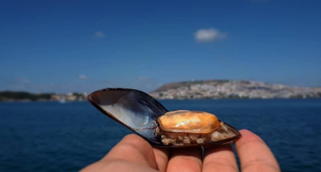 Stuffed Mussels