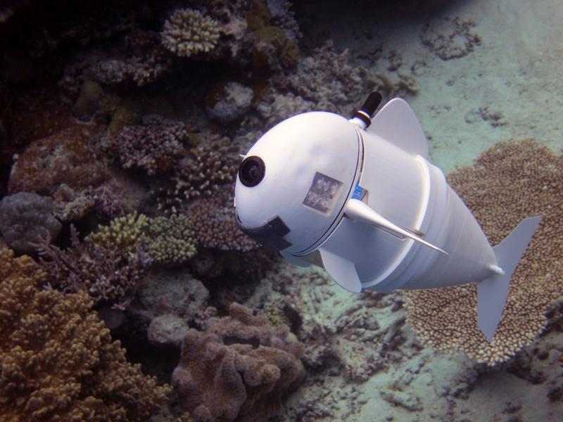 Robot Balık SoFi