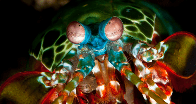 Mantis Karidesi