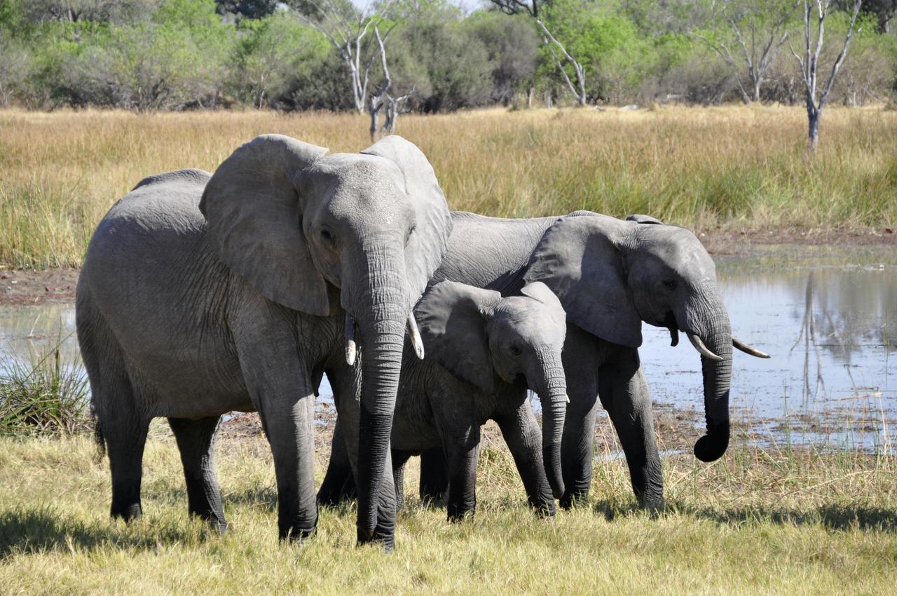 Elephant – Our Powerful-Memory Giant Friend