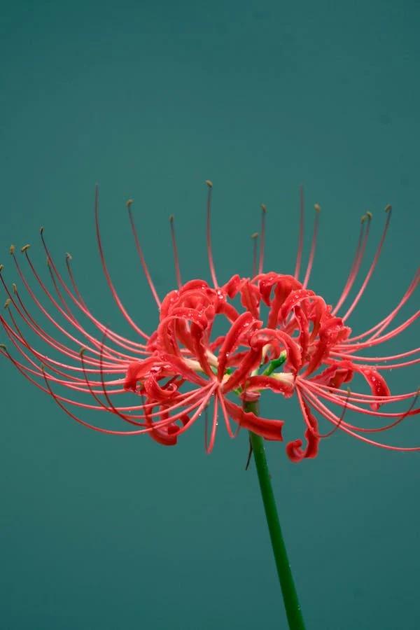 Kırmızı Örümcek Zambağı (Lycoris radiata)