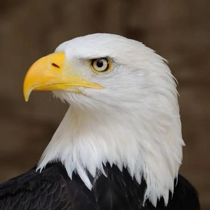 Kartal