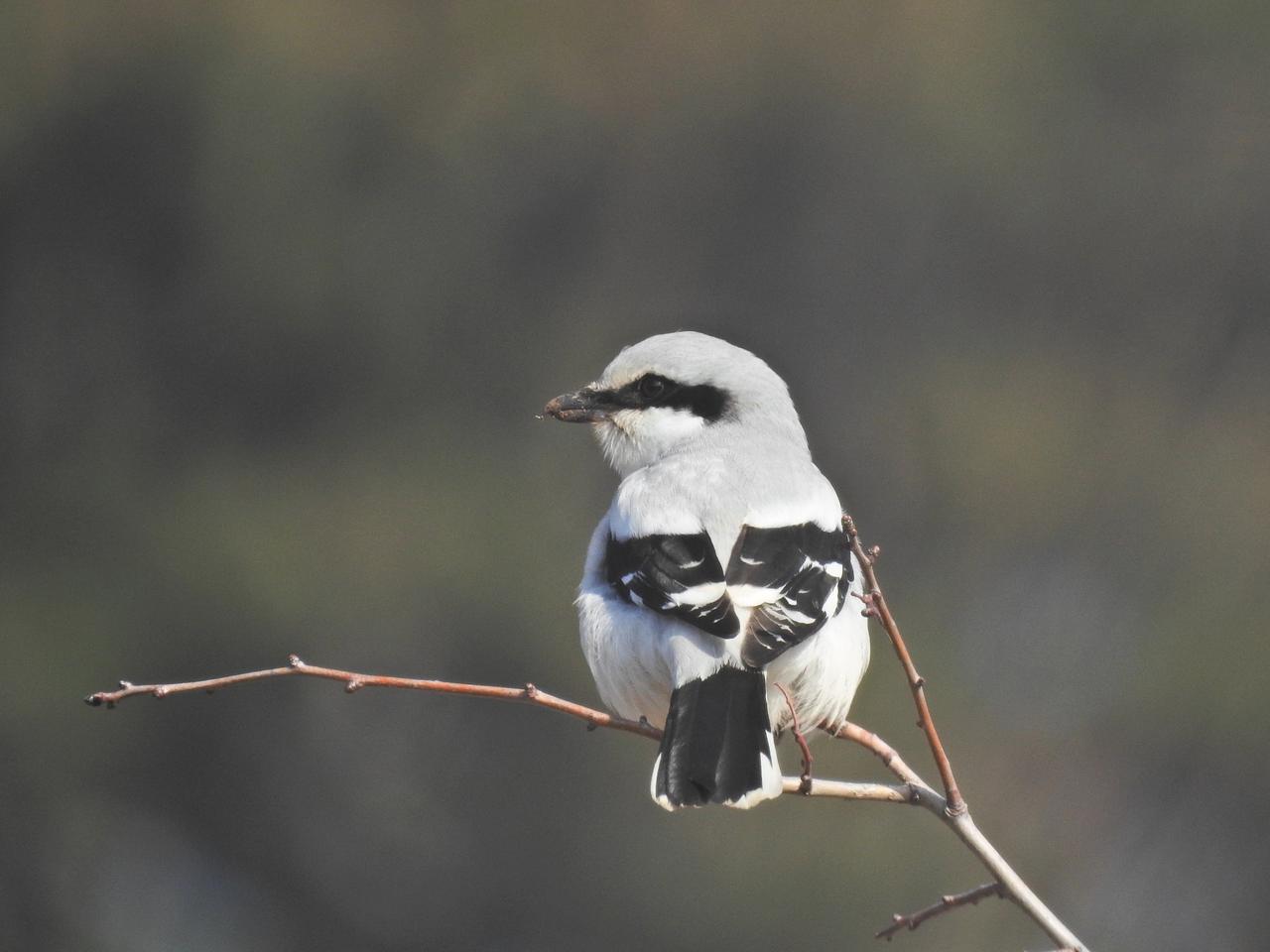Great Grey Shrike (Lanius excubitor)