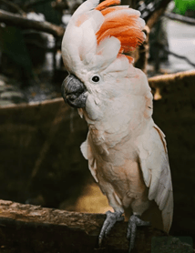 Kakadu (Cacatuidae)