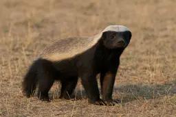 Honey Badger (Mellivora capensis)