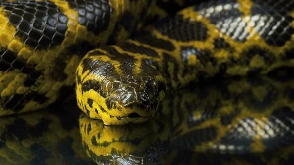 Yellow Anaconda