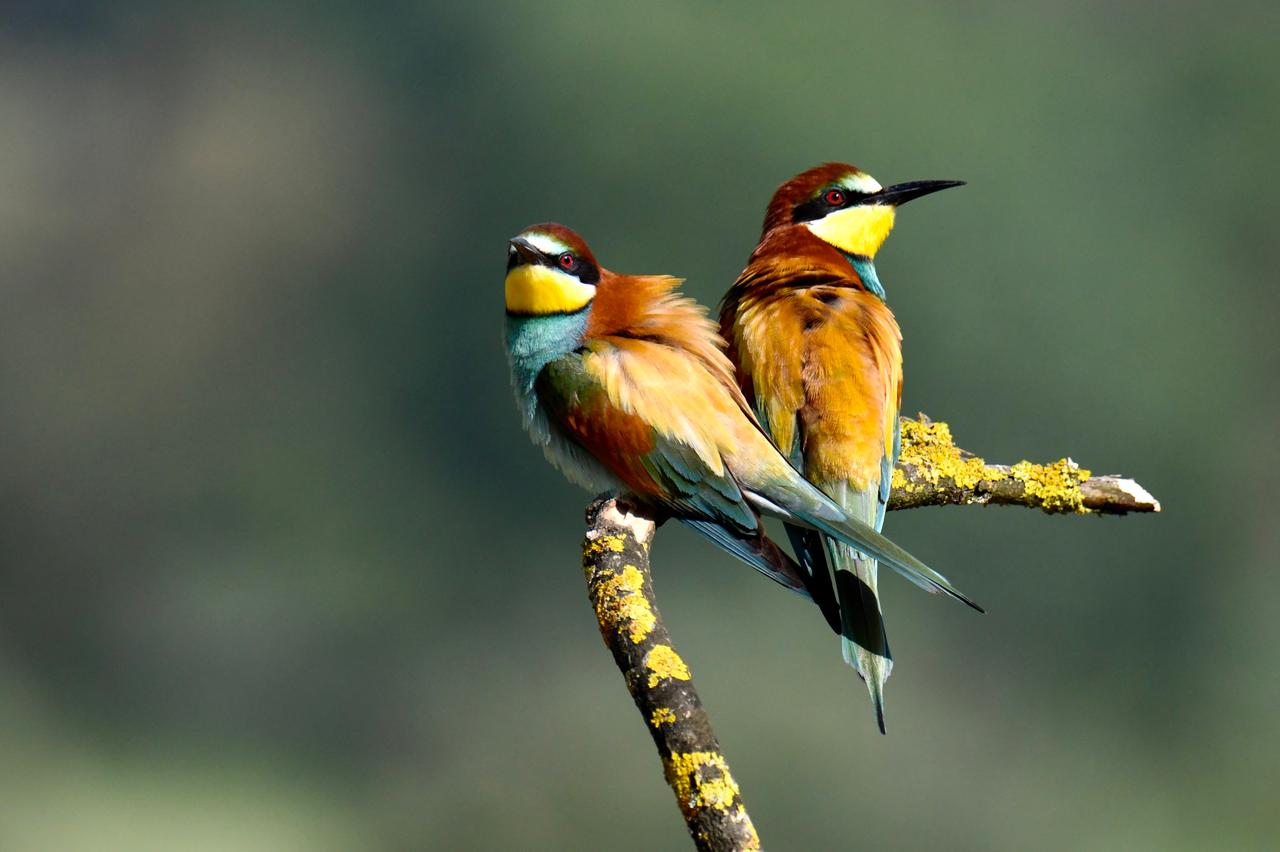 European Bee-eater (Merops Apiaster)
