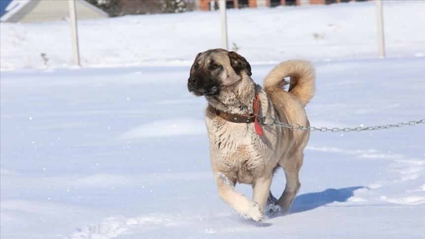 Sivas Kangal Dog