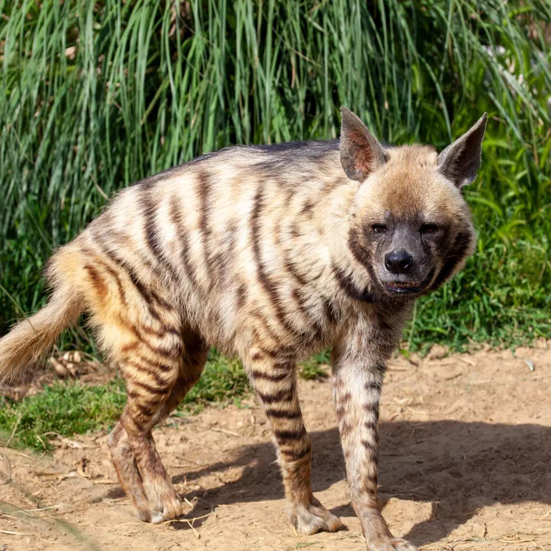 Striped Hyena