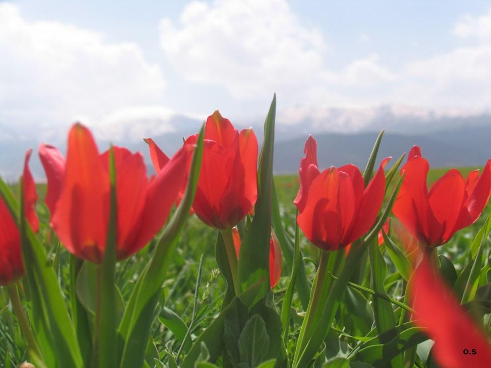 The Muş Tulip