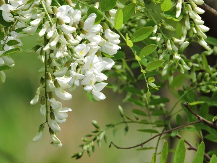 Akasya Ağacı (Robinia Pseudoacacia L.)