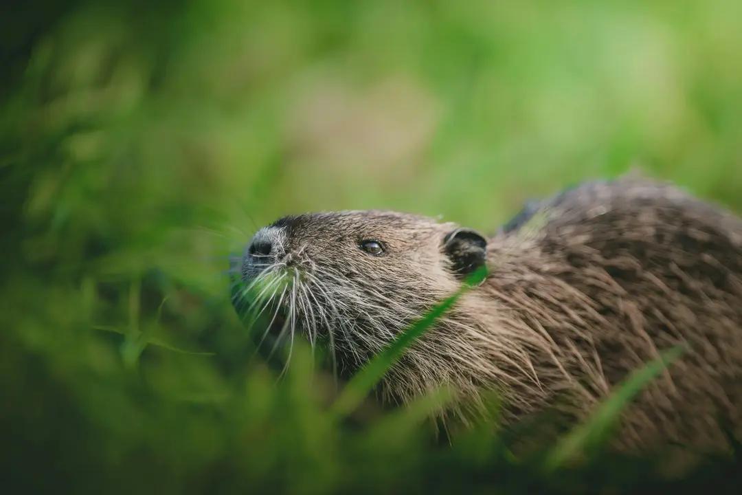 Beavers (Castor spp.)
