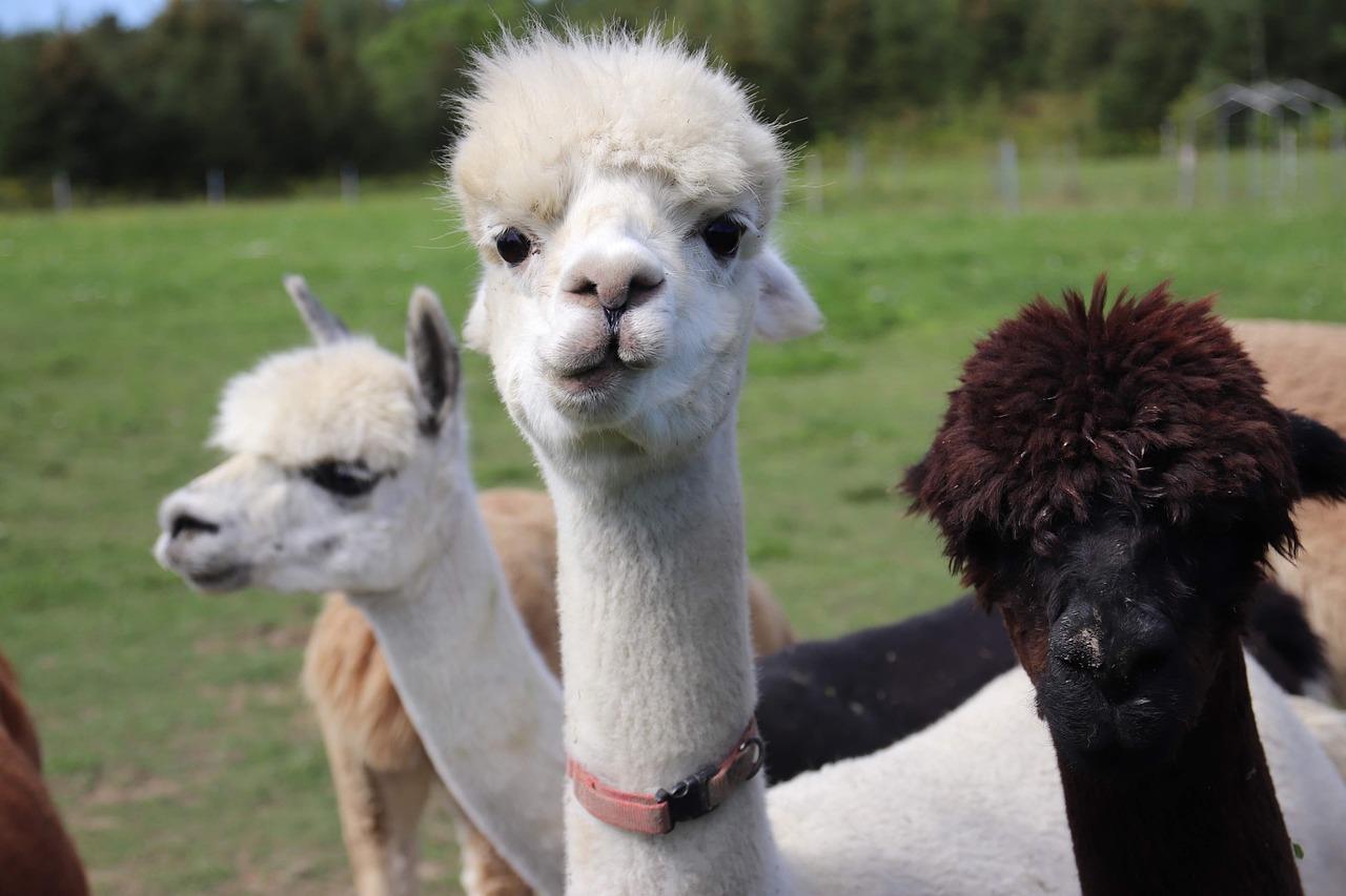 Lama