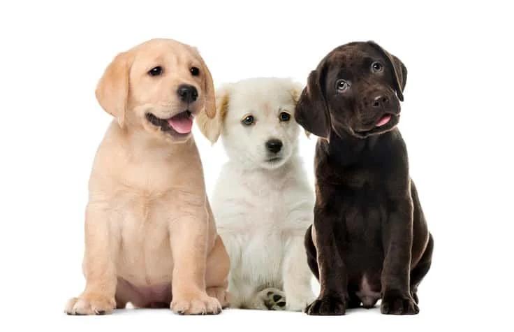 Labrador