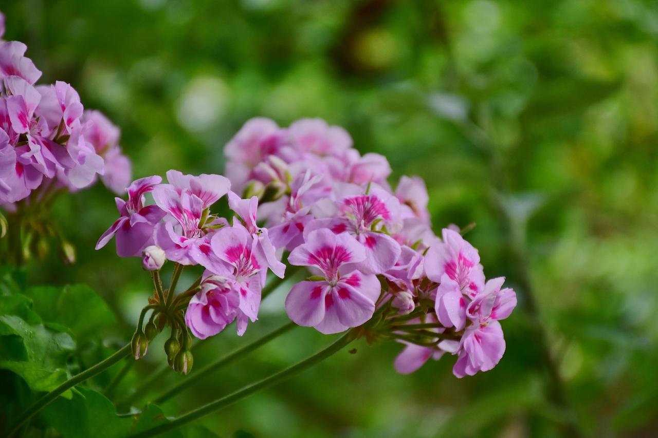 Geranium (Pelargonium spp.)