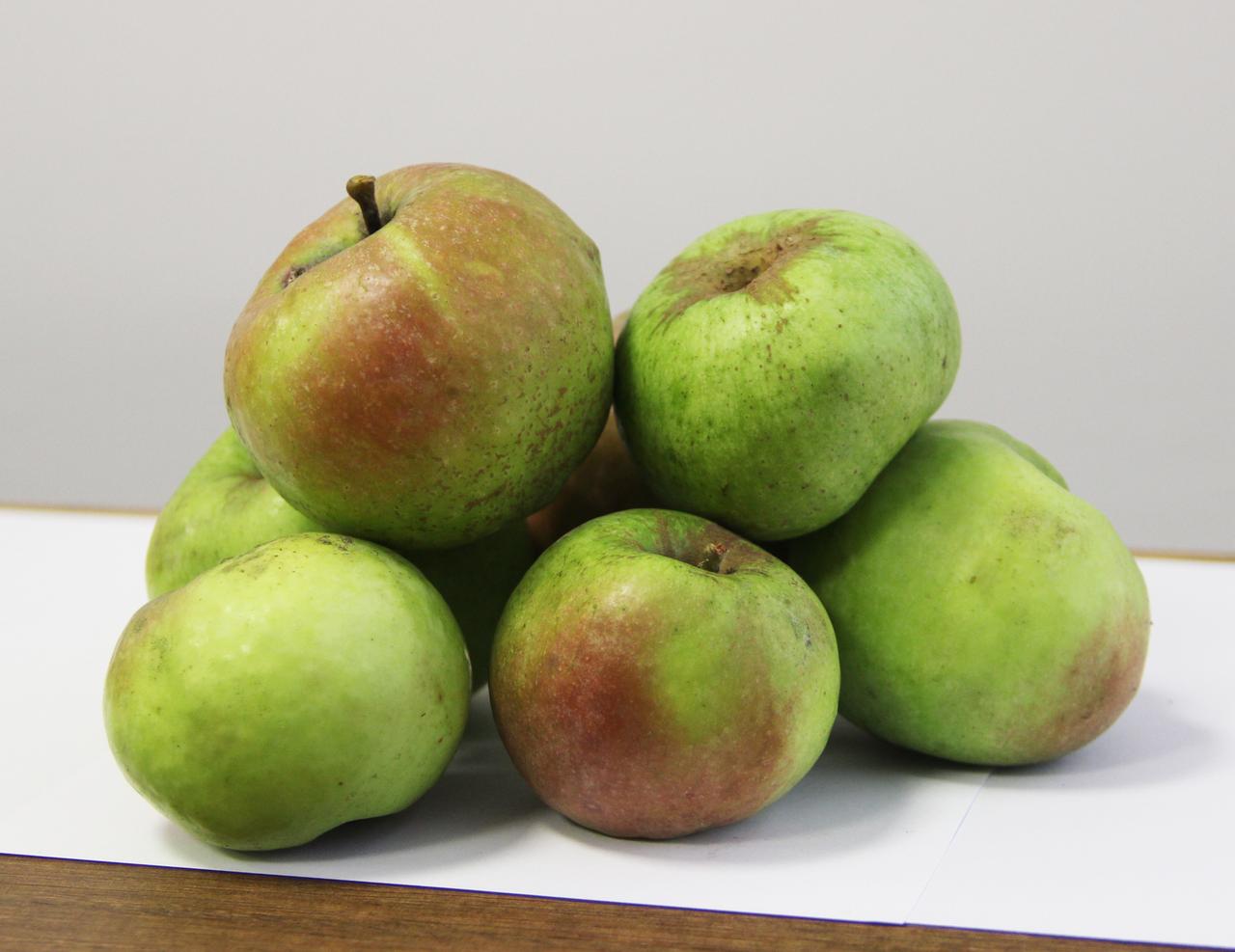 Yomra Apple