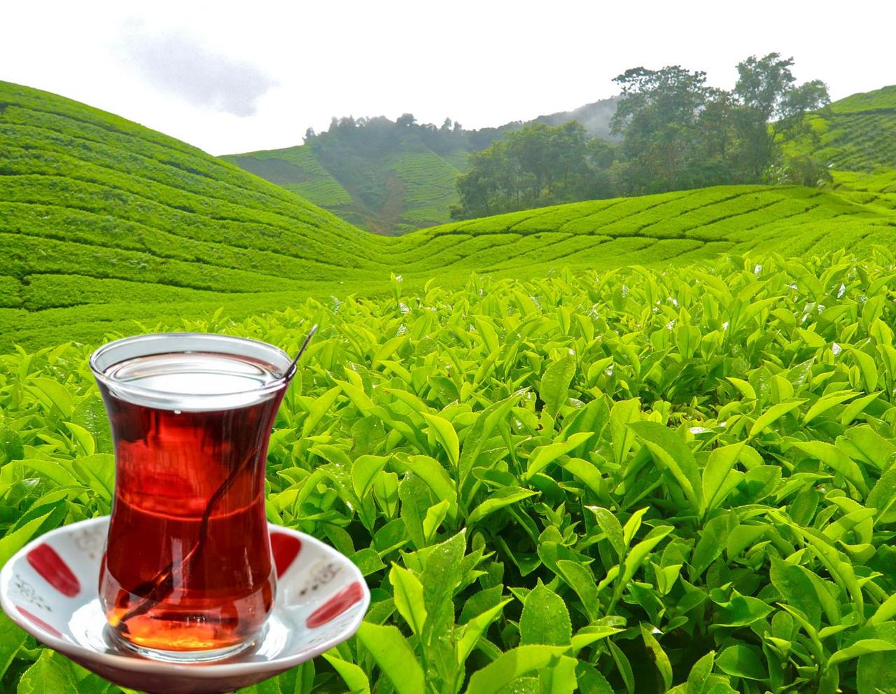 Rize Tea