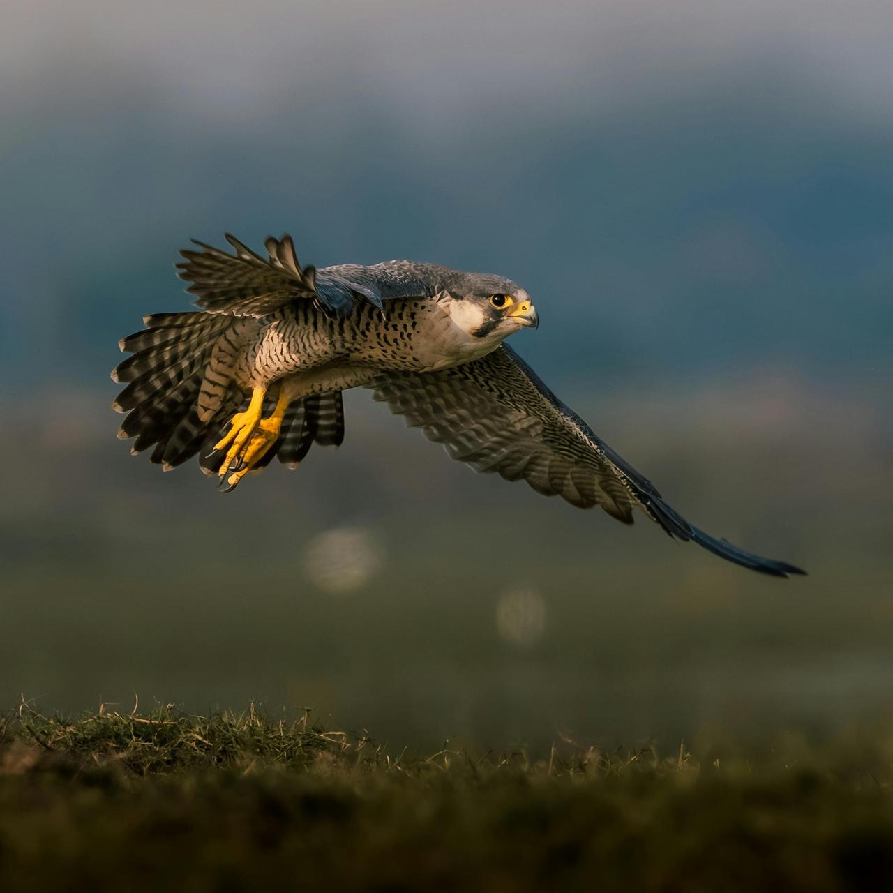 Gökdoğan (Falco peregrinus)