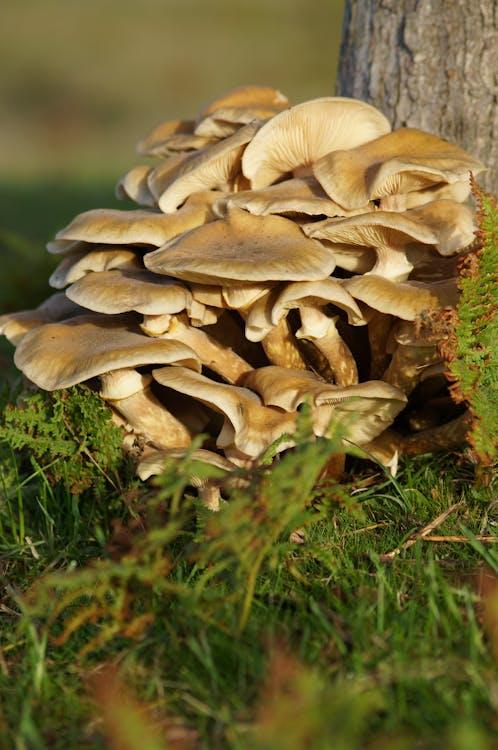 free-photo-of-gunesli-orman-acikligindaki-mantar-kumesi.jpeg