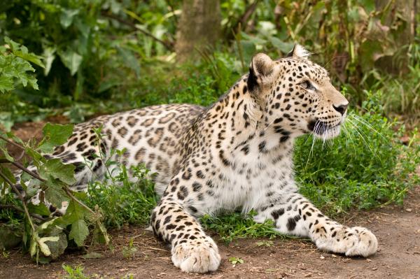 Anatolian Leopard