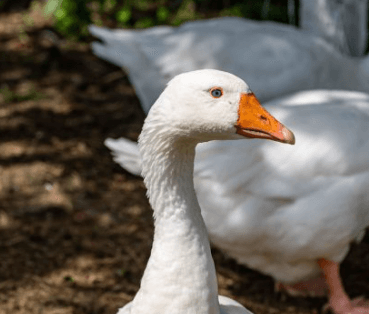 Emden Goose