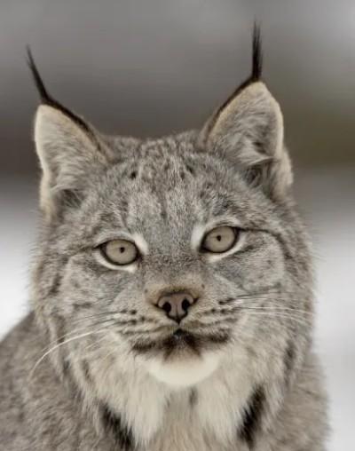 Kanada Vaşağı (Lynx canadensis)